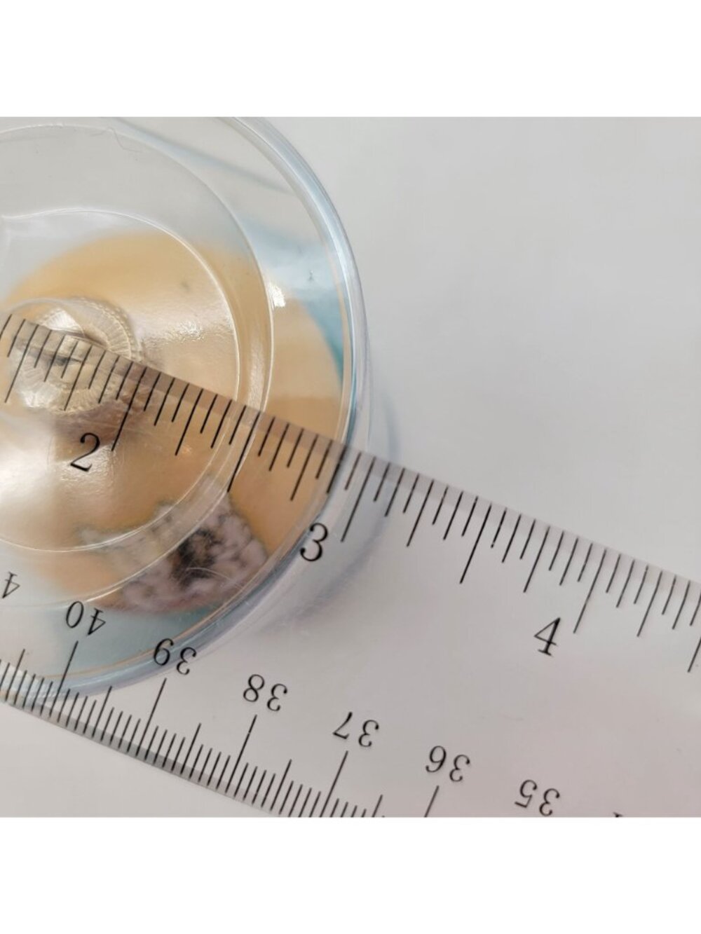 Siegfried & Roy Mirage Las Vegas Glass Ornament "Seasons Greetings" xmas Decor - Picture 8 of 8